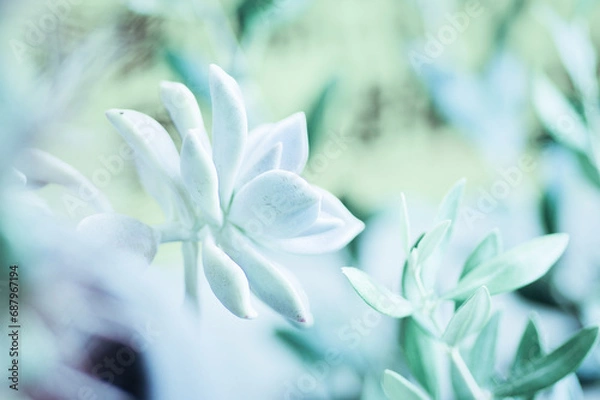 Fototapeta 多肉植物の美しい世界のクローズアップ