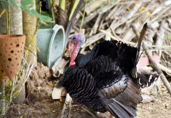 Fototapeta A large, striped turkey feeds in the garden.