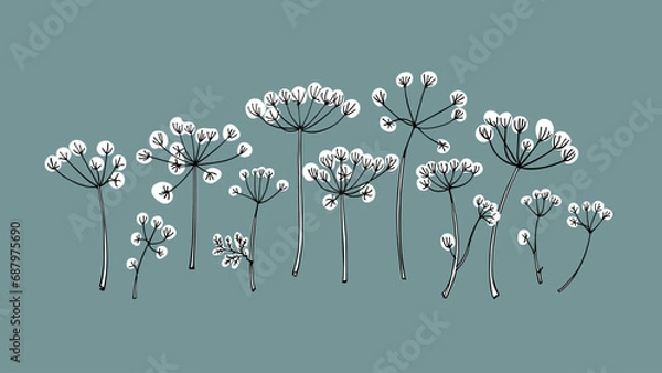 Fototapeta Vector card with hand drawn graceful dill umbels. Beautiful ink drawing, vintage style, botanical illustration.