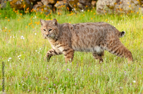 Obraz Bobcat in spring with green grass