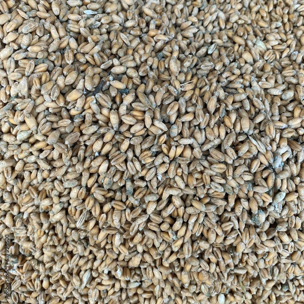 Fototapeta Spoiled wheat. Rotten grain stood in the moisture. Wheat background, rotten crop all covered with dust