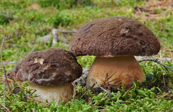 Obraz Bolete sosny (Boletus pinophilus)
