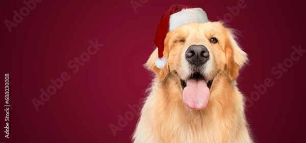 Fototapeta santa hat golden retriever dog blinking eye with mouth open on red background christmas
