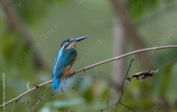 Fototapeta Common Kingfisher