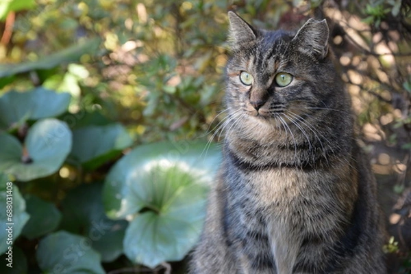 Obraz 興味津々な地域猫