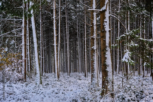 Obraz snow covered trees