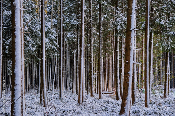 Fototapeta forest in winter