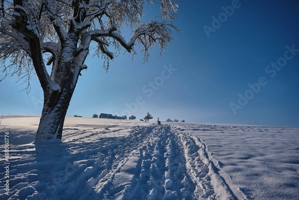 Fototapeta winter landscape with trees