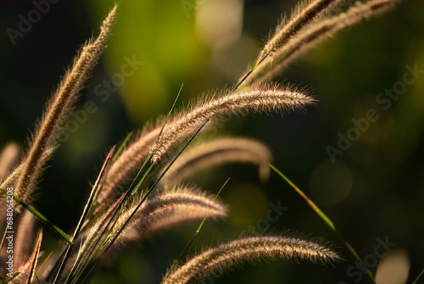 Fototapeta Backlit Grass
