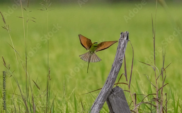Fototapeta Green Bee Eater