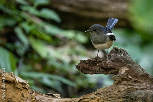 Fototapeta Oriental Magpie Robin