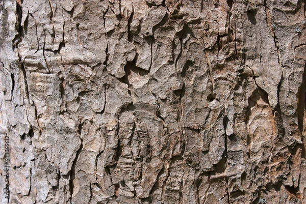 Fototapeta Bark of the Sycamore Maple, Acer pseudoplatanus, Germany, Background, Texture
