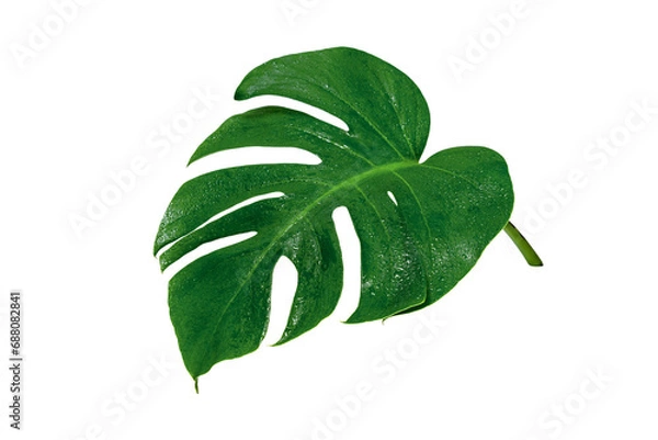 Obraz Green leaves pattern,leaf monstera with water drop isolated