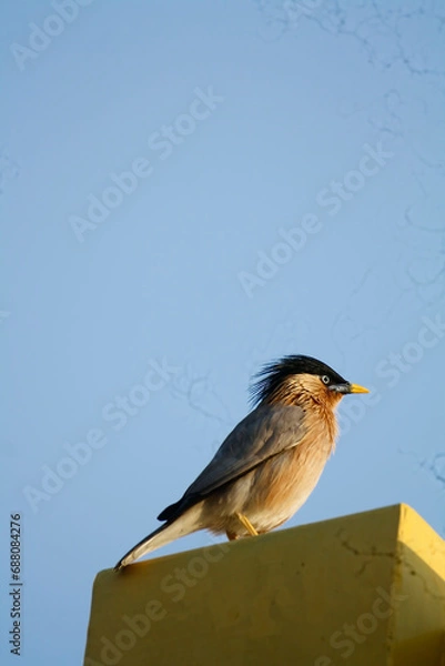 Obraz Brahminy starling