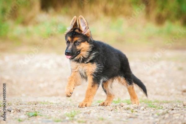Fototapeta German shepherd puppy running on the beach