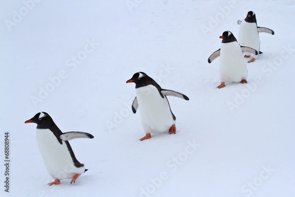 Obraz Grupa pingwinów Gentoo spacerująca po śnieżnych wyspach Antarktyki