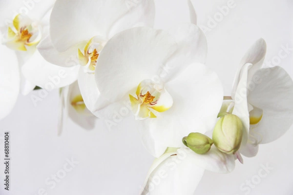 Fototapeta Biała orchidea na białym blackbackground