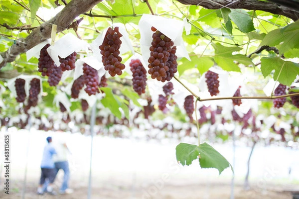 Obraz ぶどう狩り