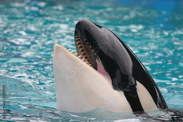 Obraz KILLER WHALE