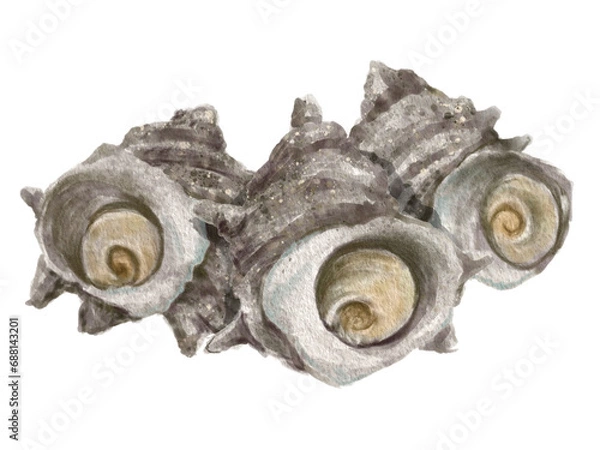 Obraz 水彩のサザエ01_2