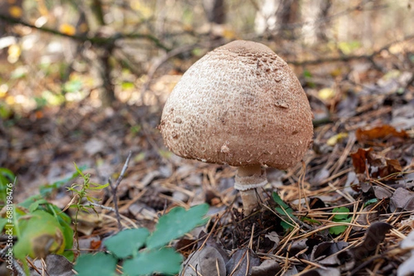 Fototapeta Fresh umbrella mushroom growing in grass on the edge of a pine forest. Picking up edible mushrooms in the forest. Mushroom in forest close-up photo. Macrolepiota procera. Lepiota procera.