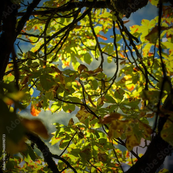 Obraz Autumn leaves in the sunlight. A beautiful image of a tree detail of leaves starting to change colors to yellow.