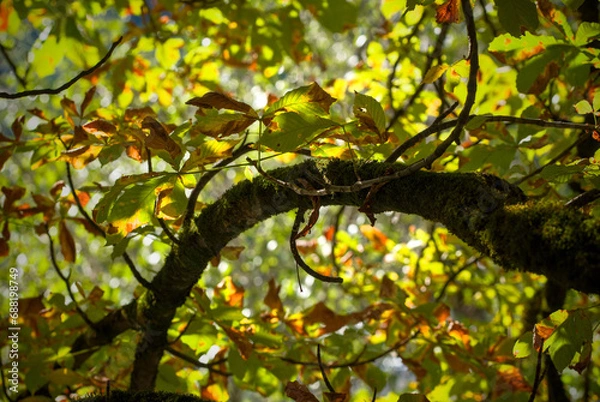 Obraz Autumn leaves in the sunlight. A beautiful image of a tree detail of leaves starting to change colors to yellow.