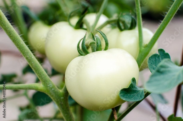 Fototapeta White tomato