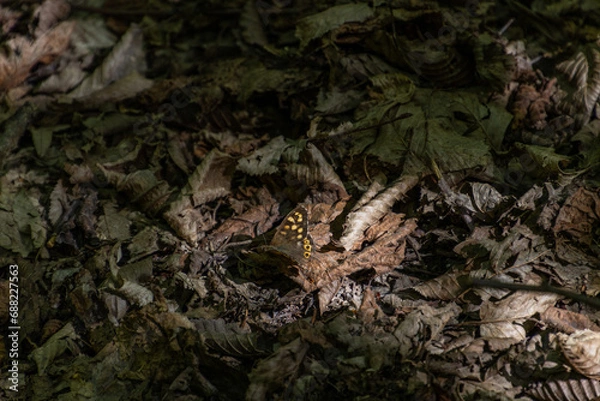 Obraz Butterfly on the ground
