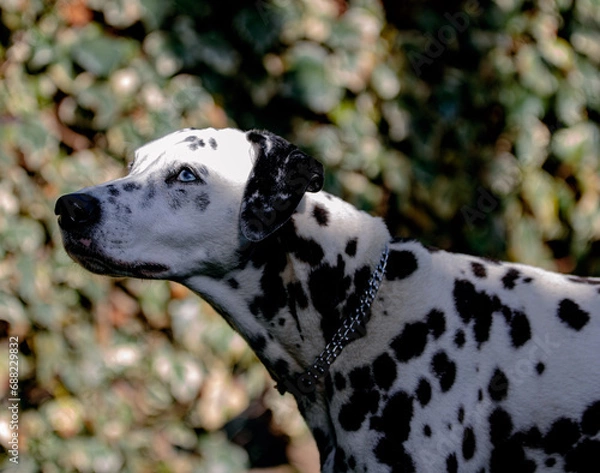 Fototapeta Perdita 1