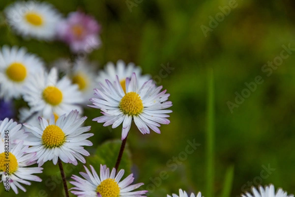 Obraz daisies in the garden