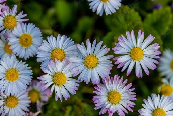 Obraz daisies in the garden