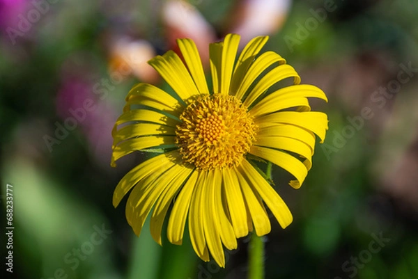 Obraz close up of yellow flower
