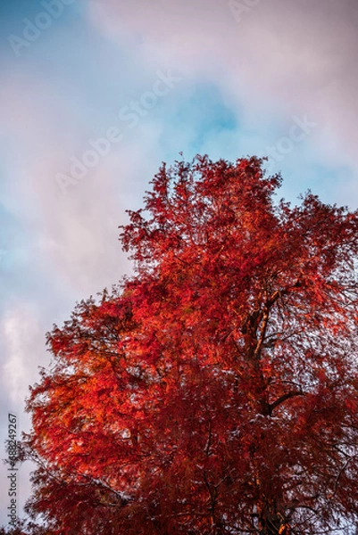 Obraz red autumn tree