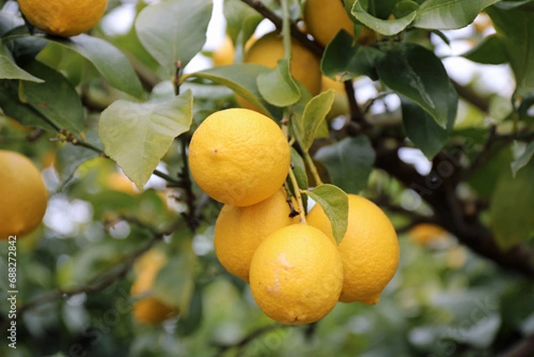 Obraz レモンの畑の果実