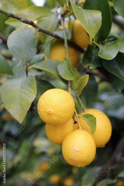 Obraz レモンの畑の果実