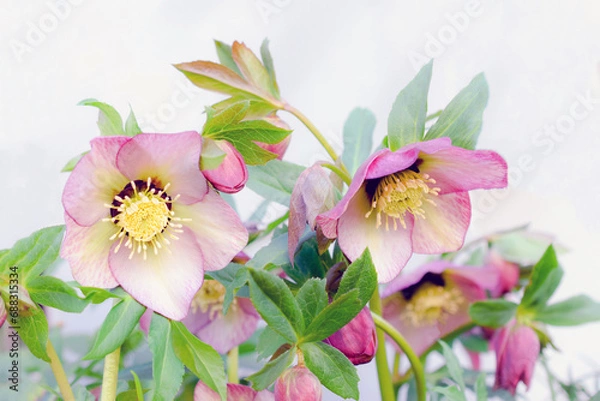 Obraz 庭のピンクのクリスマスローズの花