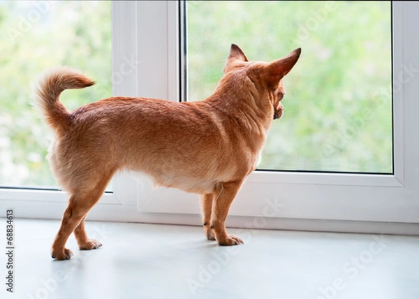Fototapeta Red chihuahua dog standing on window sill.
