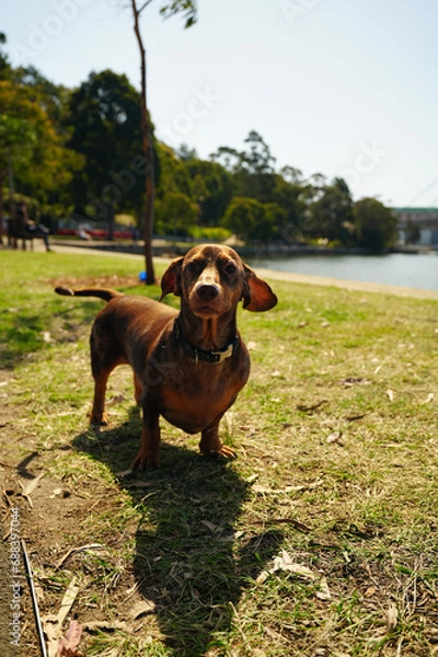 Fototapeta a Dachshund dog or a wiener dog or a sausage dog looking at the camera in the park