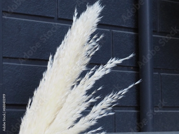 Obraz パンパスグラス