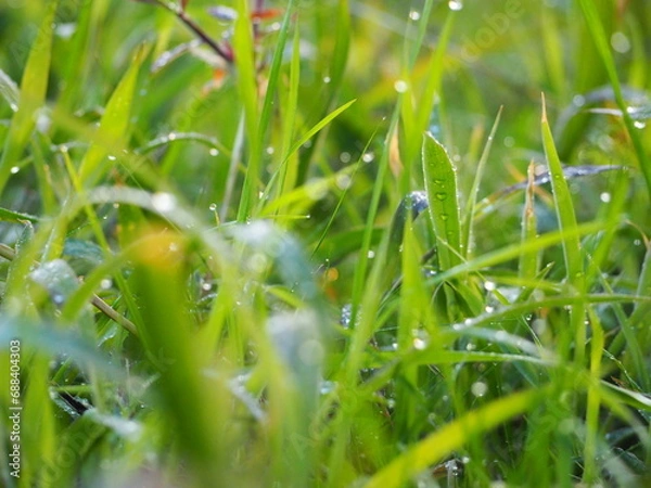 Obraz dew on grass