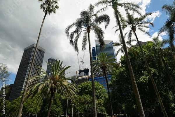 Fototapeta palm trees in the city in front of Sydney skyline, Sydney Australia 