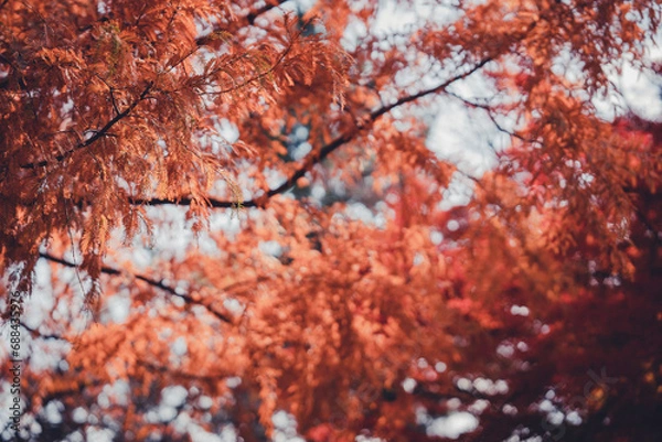 Fototapeta 紅葉するメタセコイア