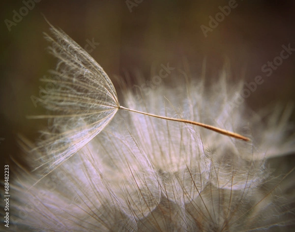 Obraz Zdjęcie makro dmuchawca