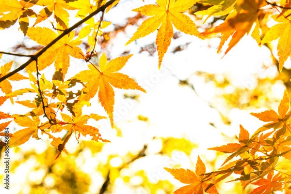 Fototapeta 日が射す六甲山の紅葉