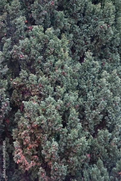 Obraz green moss on the tree