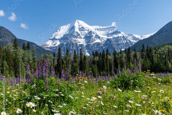 Fototapeta Low angle view of various wildflowers like purple lupine (Lupinus polyphyllus) in meadow with in background snowcapped Mount Robson against a clear blue sky in Mt Robson Provincial park, BC, Canada