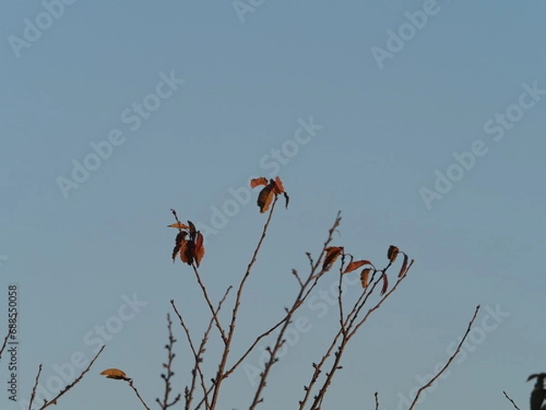 Obraz 枯葉　木枯らし