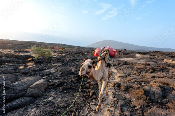 Obraz Camel, Erta Ale Volcano