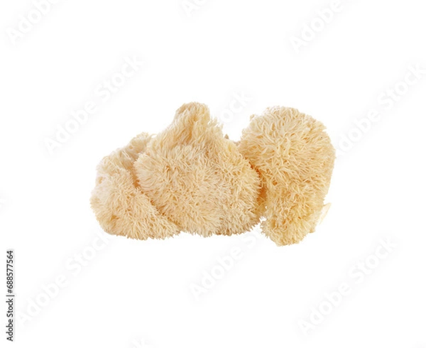 Fototapeta Hericium erinaceus mushroom (monkey head mushroom, bearded tooth fungus, bearded hedgehog mushroom, pom pom, lion's mane mushroom) transparent png
